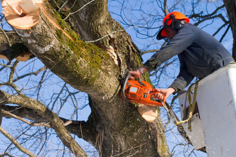 Top Rated Tree Removal Products