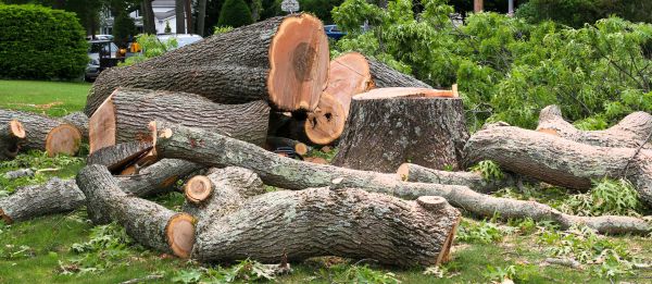 Large Tree Removal in Overland Park