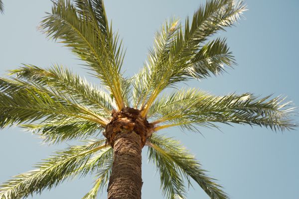 Palm Tree Removal in Overland Park