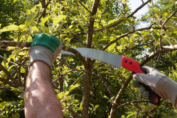 Small Tree Removal in Overland Park