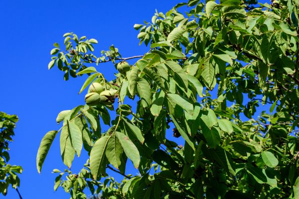 Cost of Walnut Tree Removal in Overland Park