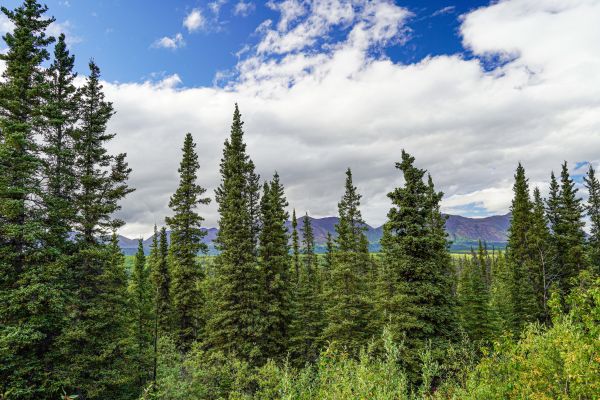 Spruce Tree Removal in Overland Park