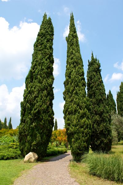 Cost of Cypress Tree Removal in Overland Park