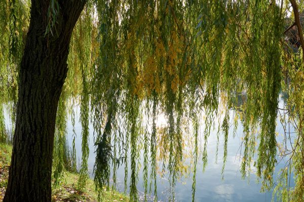 Cost of Willow Tree Removal in Overland Park