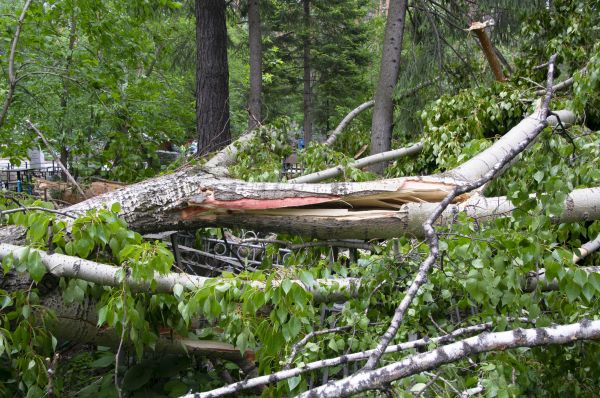 Birch Tree Removal in Overland Park