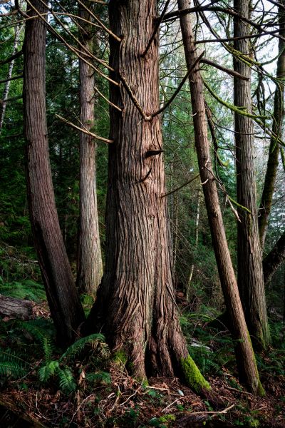 Cost of Cedar Tree Removal in Overland Park