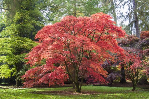 Cost of Maple Tree Removal in Overland Park