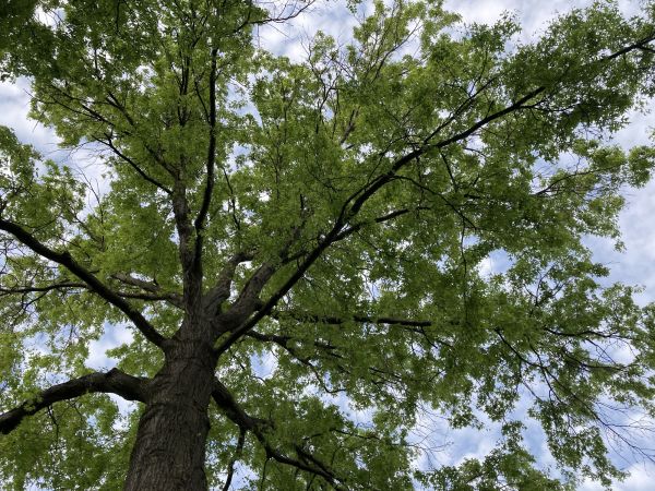 Cost of Oak Tree Removal in Overland Park
