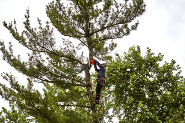 Cost of Pine Tree Removal in Overland Park