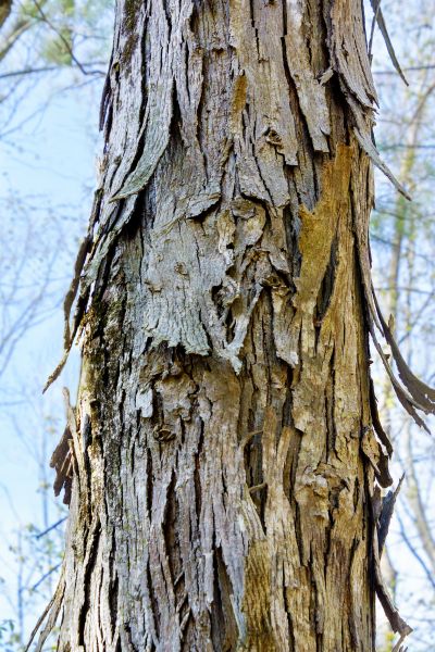 Hickory Tree Removal in Overland Park