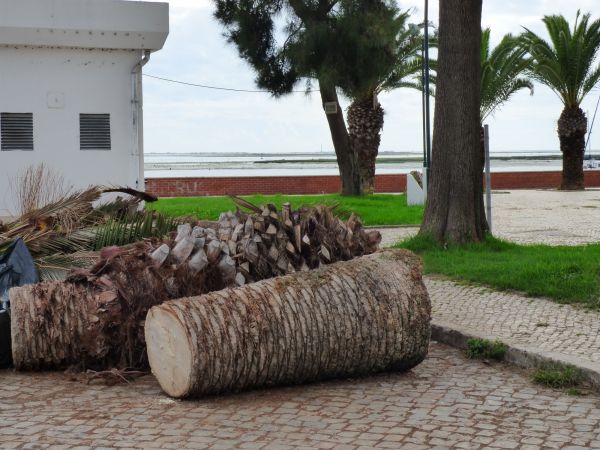 Palm Trees Removal in Overland Park