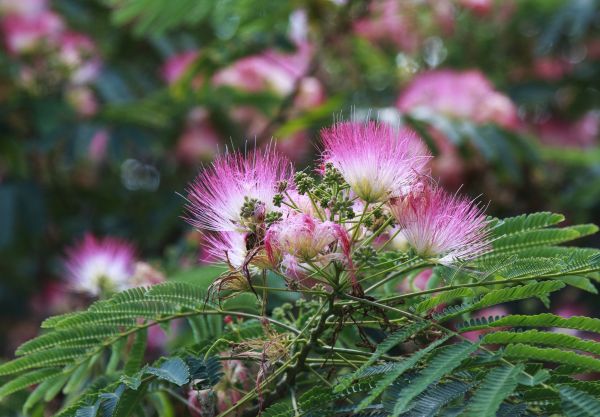 Mimosa Tree Removal in Overland Park