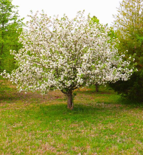 Dogwood Tree Removal in Overland Park