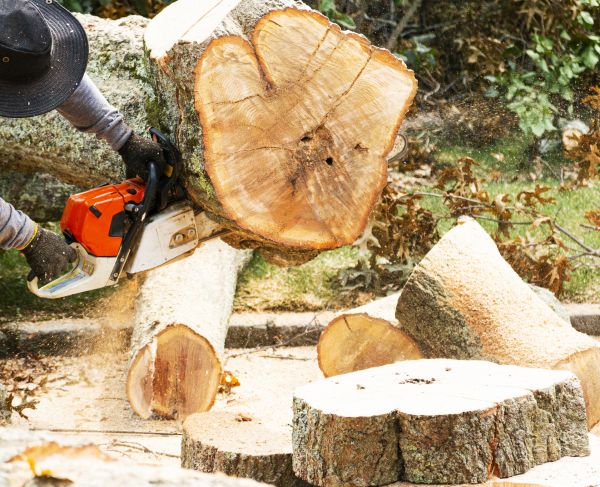 Tree Removal Service in Overland Park