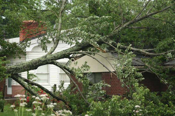Emergency Tree Removal in Overland Park