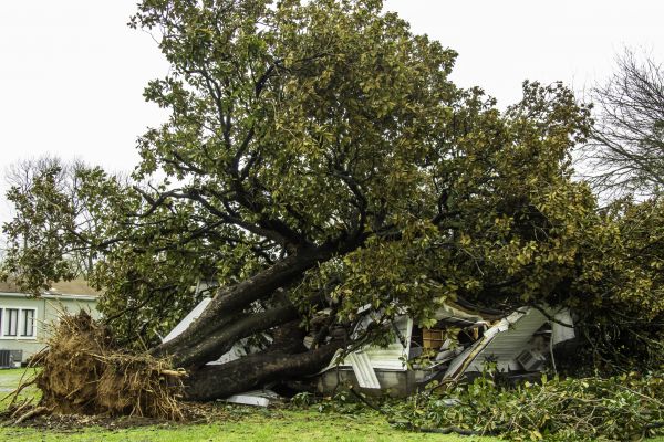 Fallen Tree Removal in Overland Park