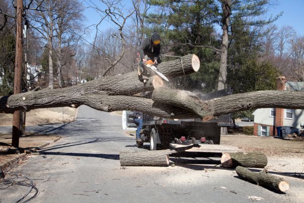 Cost of Residential Tree Removal in Overland Park