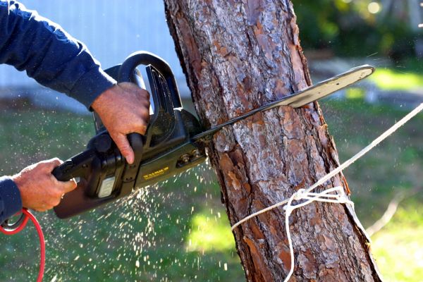 Dead Tree Removal in Overland Park
