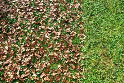 Seasonal Cleanup Benefits