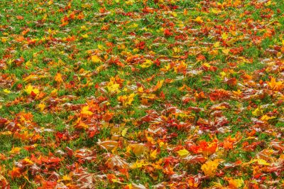 Seasonal Landscape Maintenance