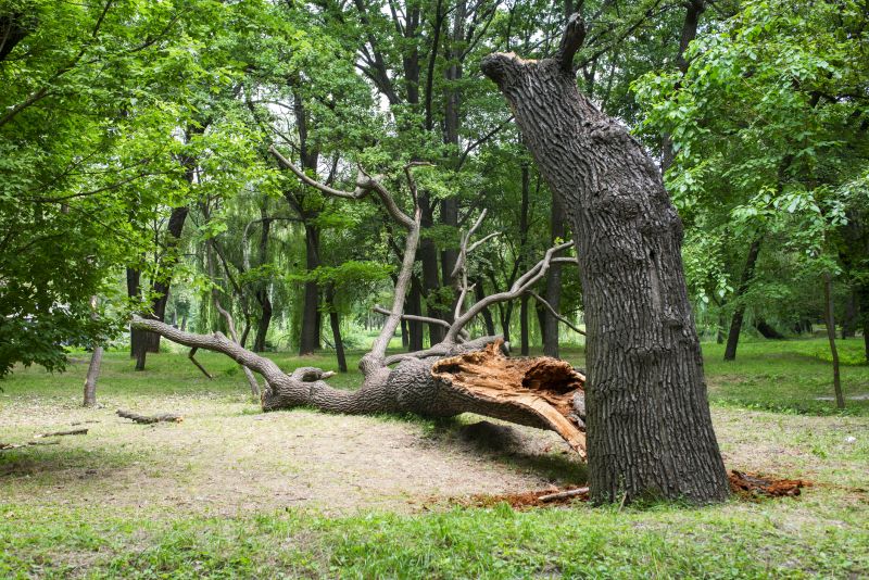 Storm Damage Tree