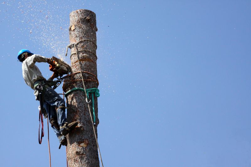 Clearing Hazardous Trees
