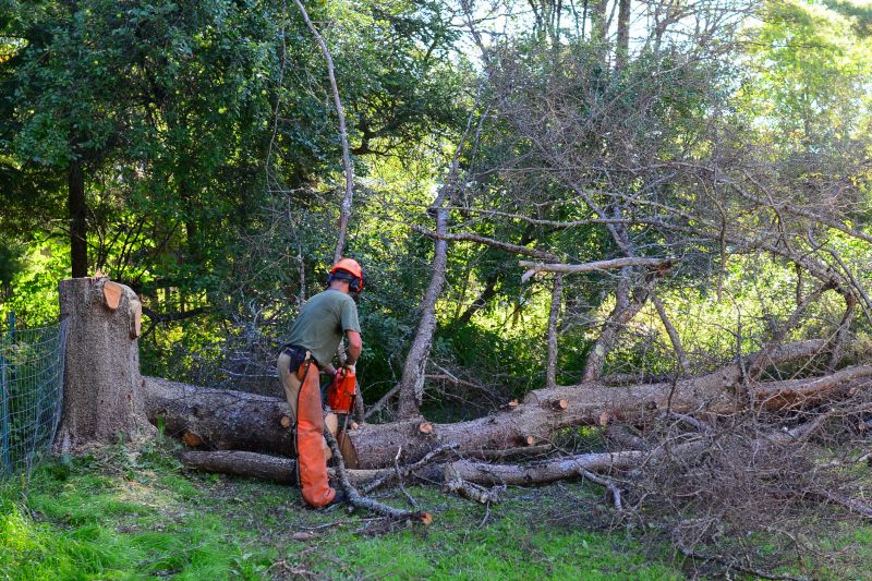 Winter Tree Removal