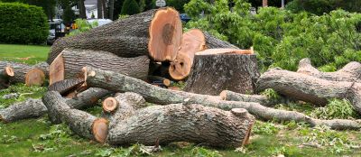 Tree Removal Before and After