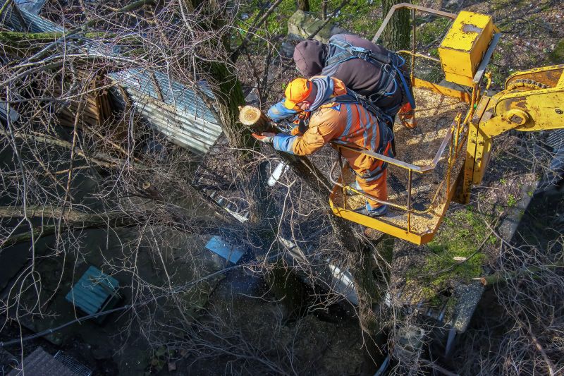 Safe Tree Removal Equipment