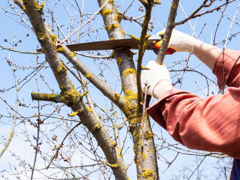 Healthy Tree Maintenance
