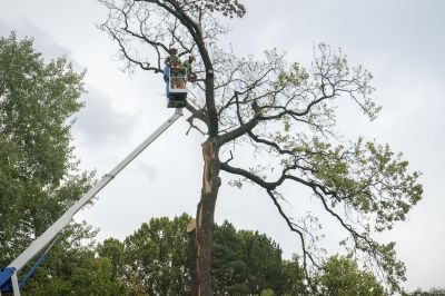 Who Does Tree Removals