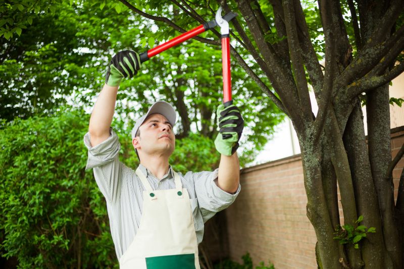 Professional Tree Removal Team